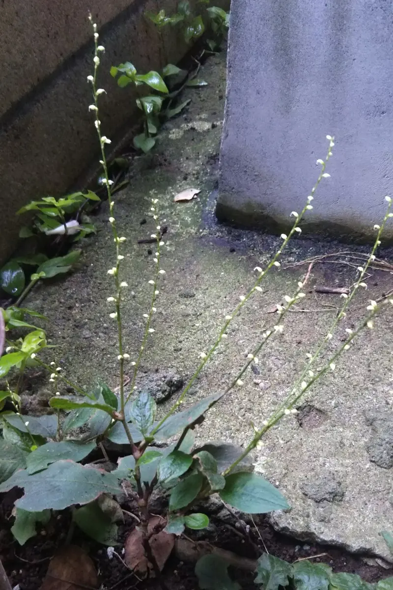 小さい白い花の草の名前教えて下さい】いつもお世話になって