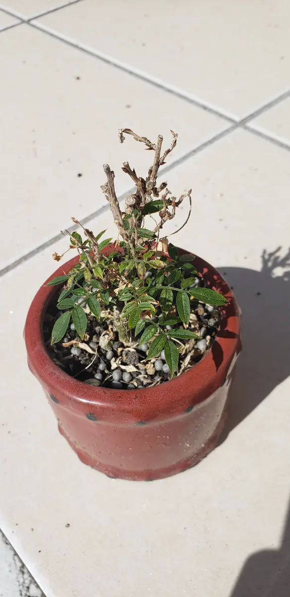 小藤 (コフジ) [模様木] 中品盆栽 コフジ ｜ 石木花｜SEKIBOKKA コフジ