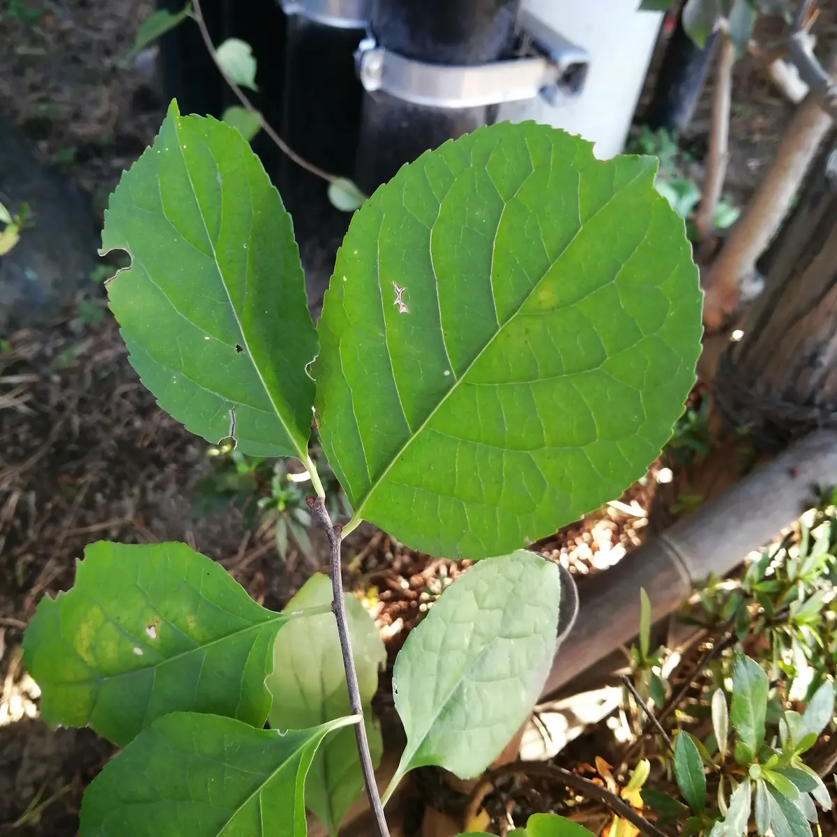 とげのある蔓の見分け方