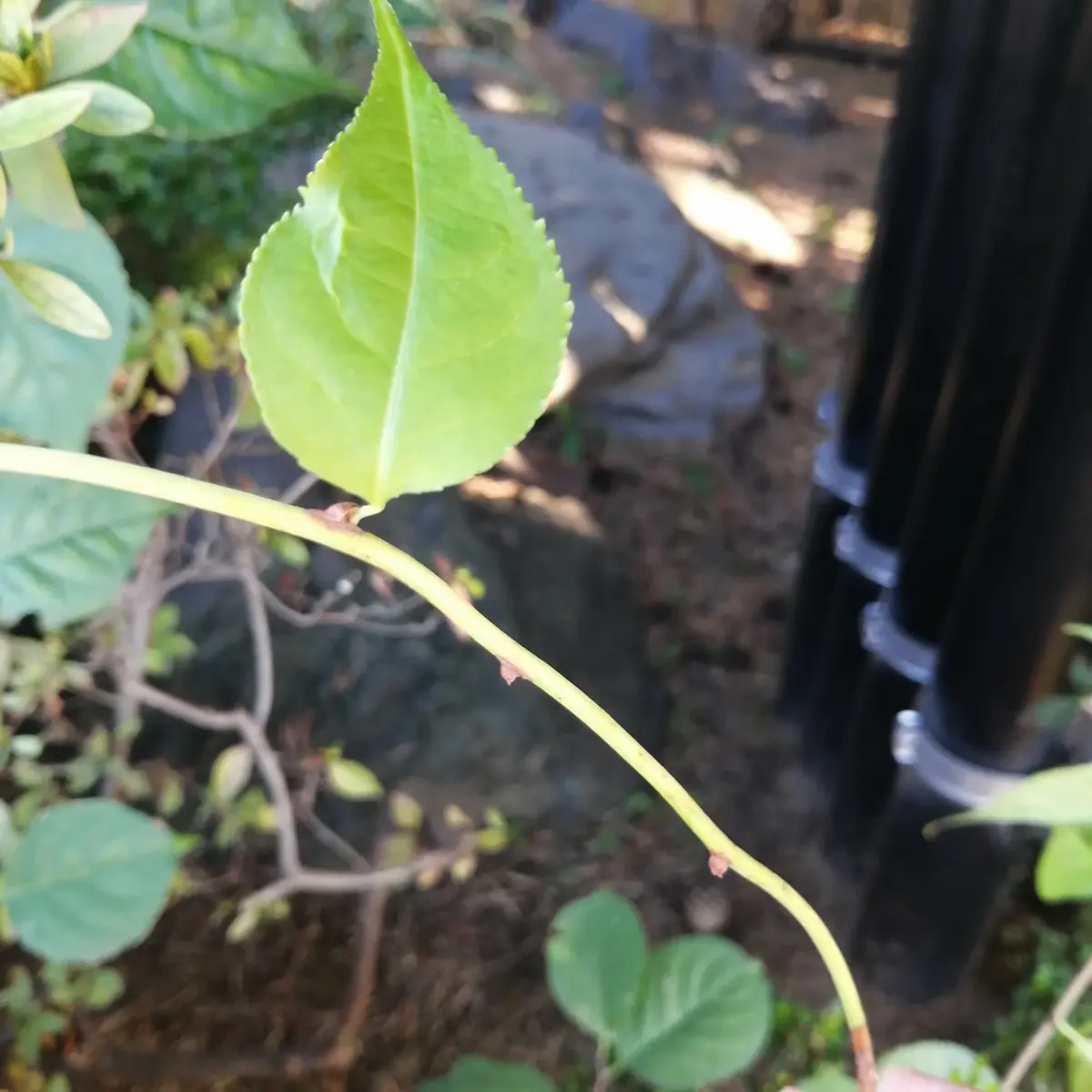 とげのある蔓の見分け方