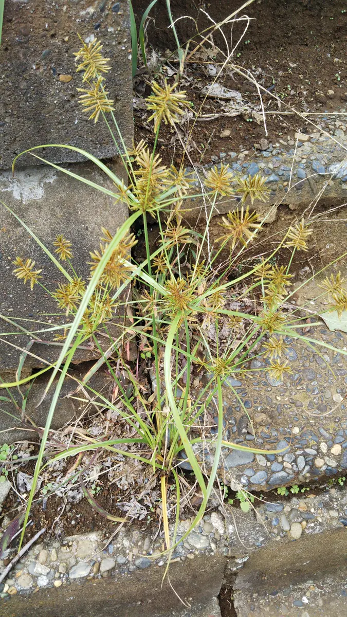 道端に生えていたので雑草かもしれませんが、何でしょう。綺麗