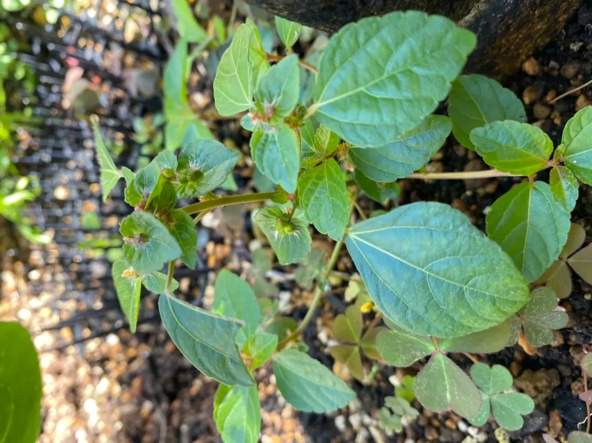 近所に生えてた葉っぱです 【公式通販】