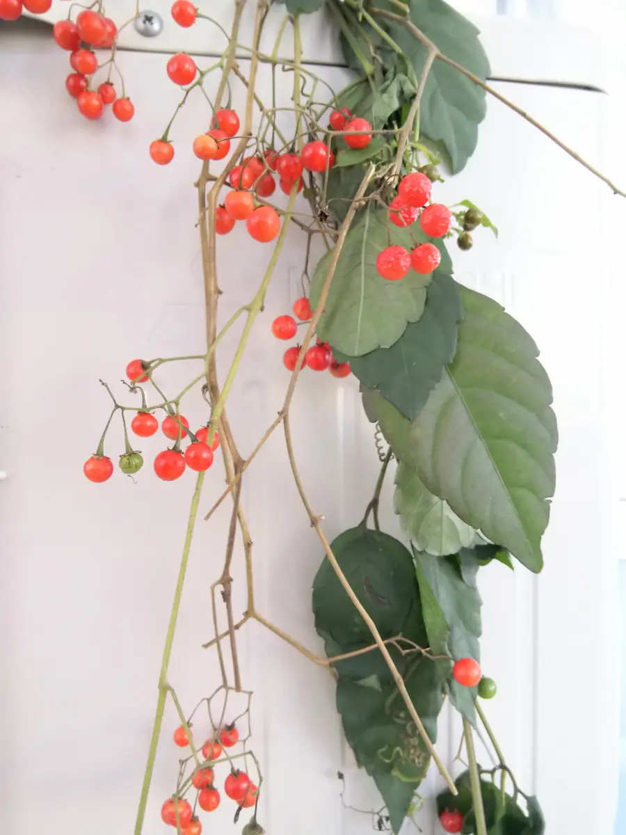 いつもお世話になっております。こちらの赤い実の植物はツルウ