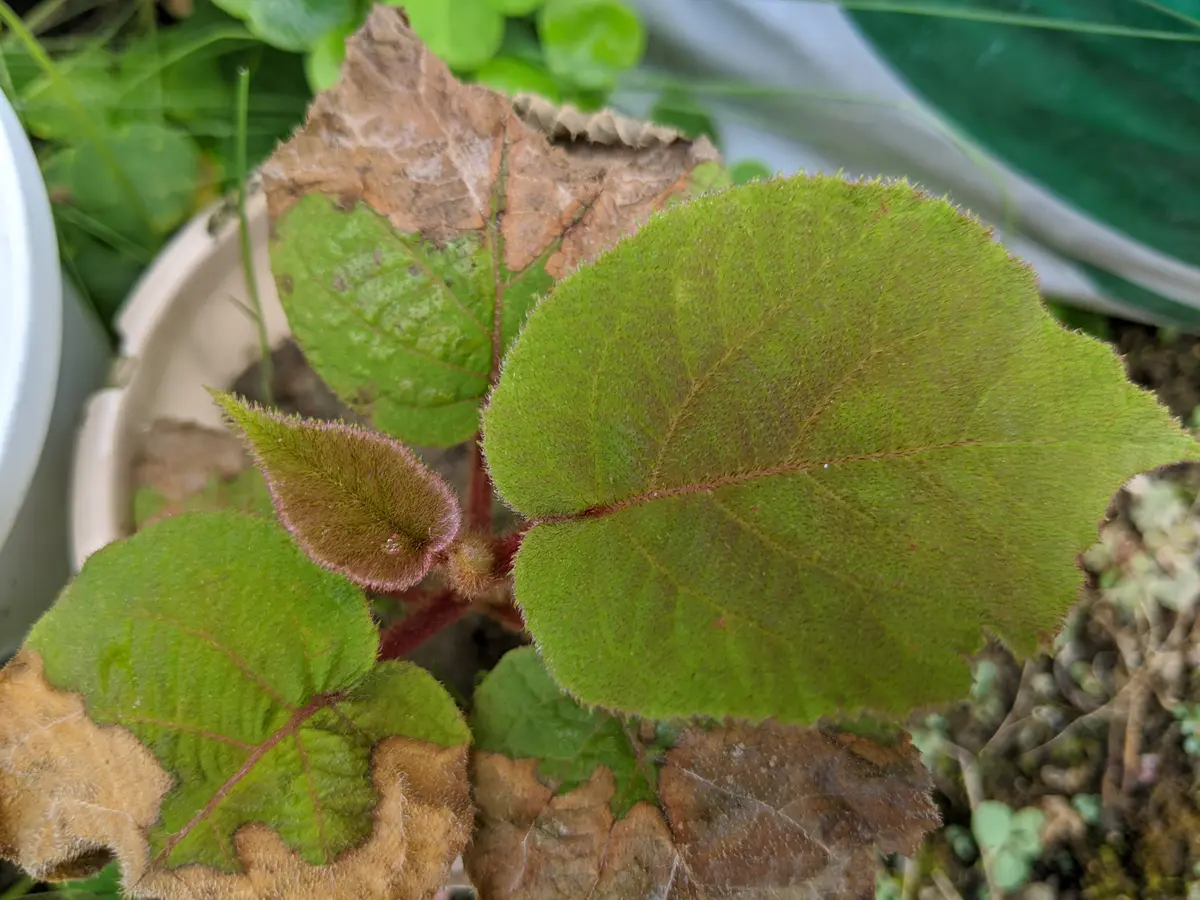 花畑に突然出てきた葉っぱです。葉には産毛のような毛が沢山あ