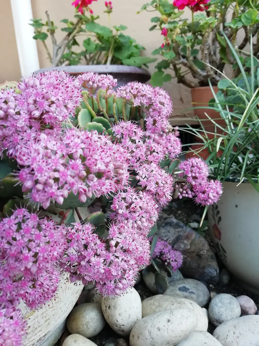 アイツプランツ？多肉植物　ピンクの小花が咲きます アイツプランツ？多肉植物 ピンクの小花が咲きます アイツ