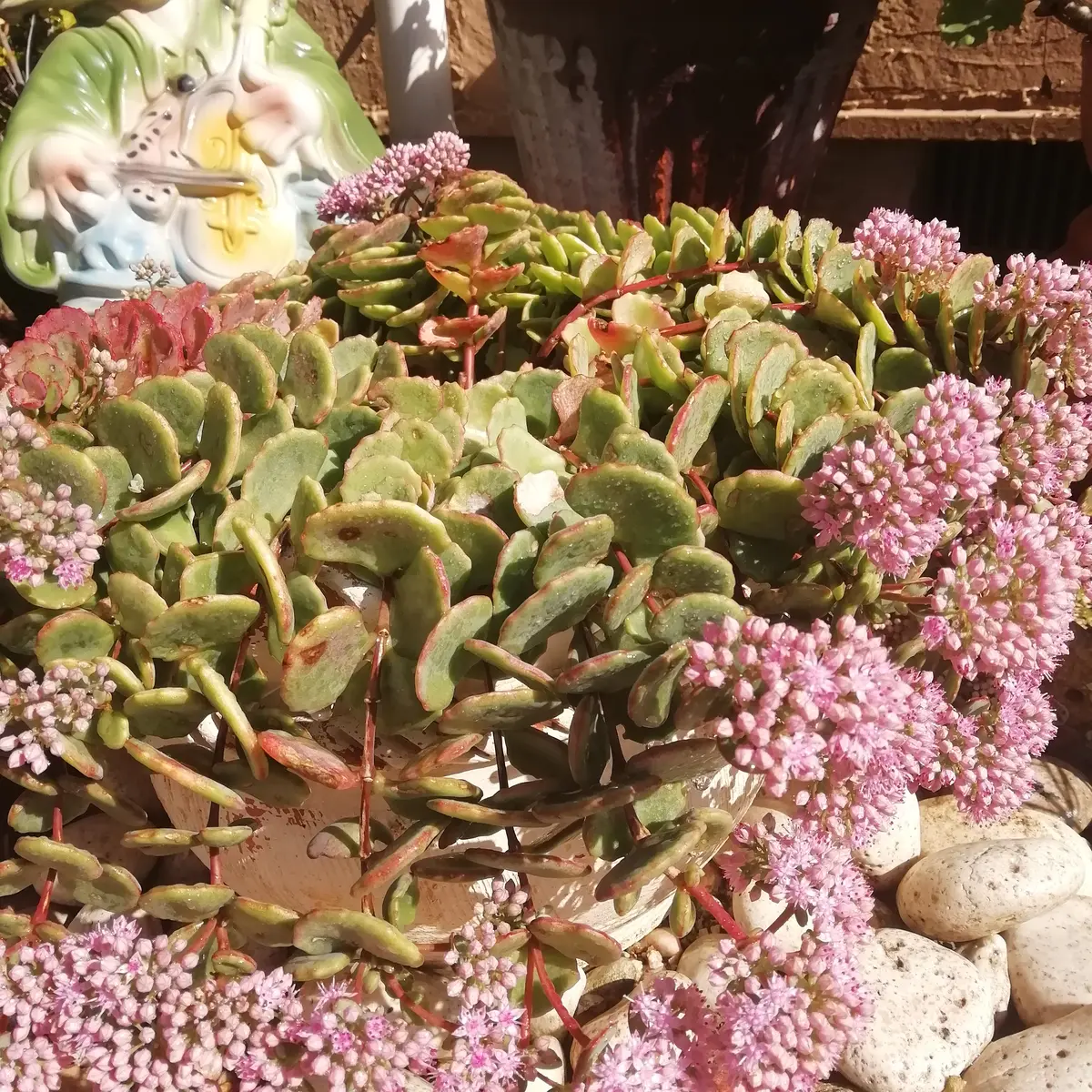 こんにちは！毎年この時期に可愛いピンクの花を咲かせる多肉植