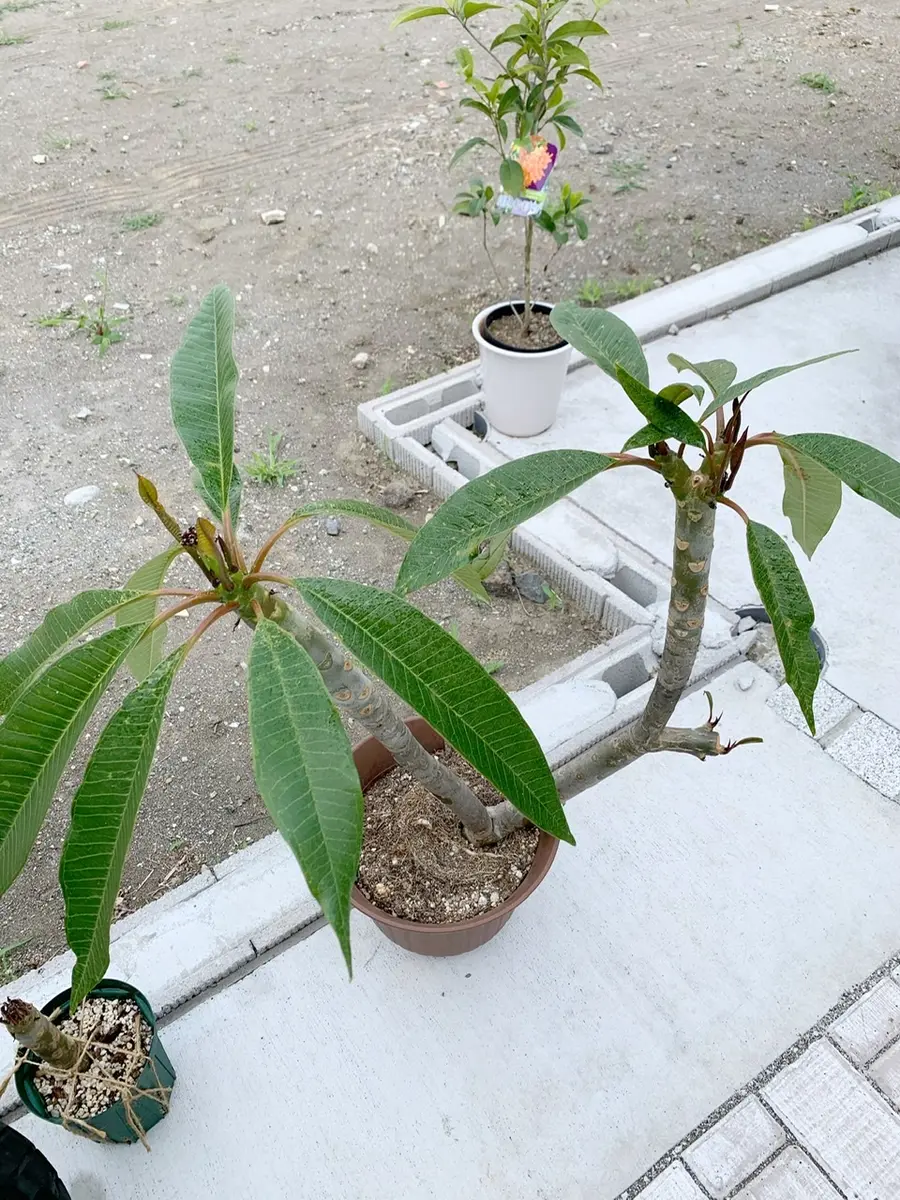 プルメリア訳あり11鉢 4号鉢ラベル紛失一つ有り　輸送中の葉痛み予想されます プルメリア訳あり11鉢 4号鉢ラベル紛失一つ有り 輸送中の