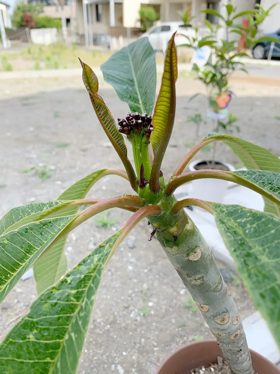 プルメリア訳あり11鉢 4号鉢ラベル紛失一つ有り　輸送中の葉痛み予想されます プルメリア訳あり11鉢 4号鉢ラベル紛失一つ有り 輸送中の