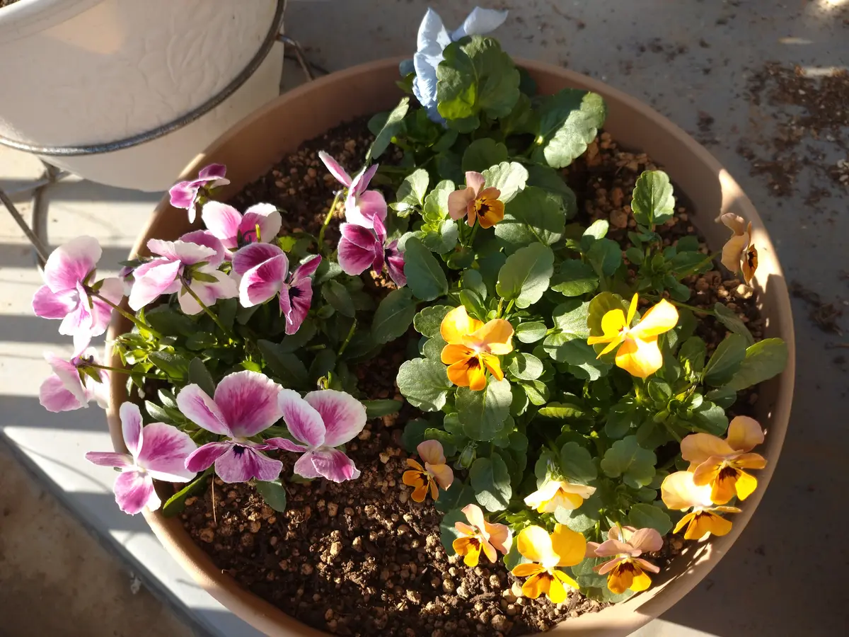 よく咲くスミレなど、生育が早いビオラは、こういう寄せ植えは