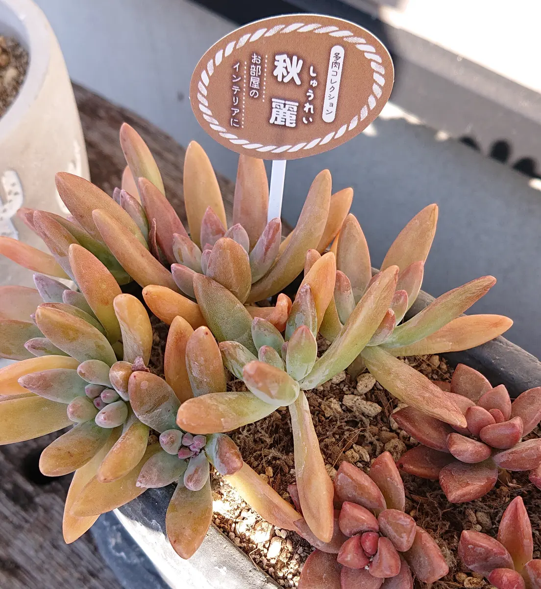 多肉植物の水やり】初めて多肉植物のポット苗を購入しました｜園芸