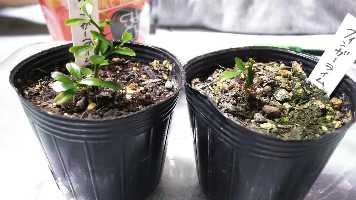 フィンガーライムの小さい挿木苗を購入して2ヶ月が経とうとして