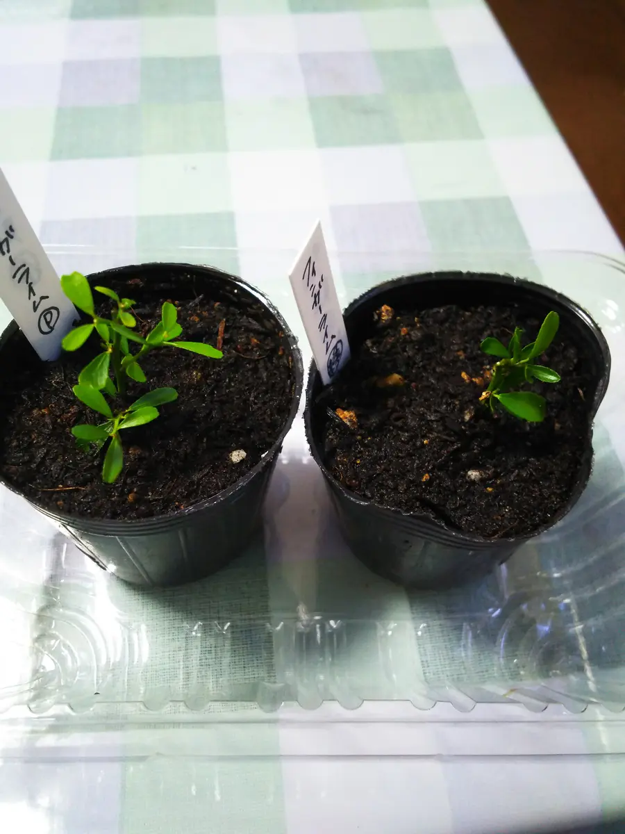 フィンガーライムの小さい挿木苗を購入して2ヶ月が経とうとして