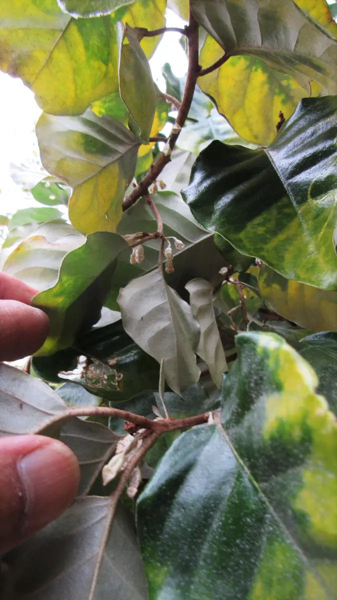 緑から黄葉する途中でしょうか丸い葉がとても綺麗な蔓植物葉｜園芸