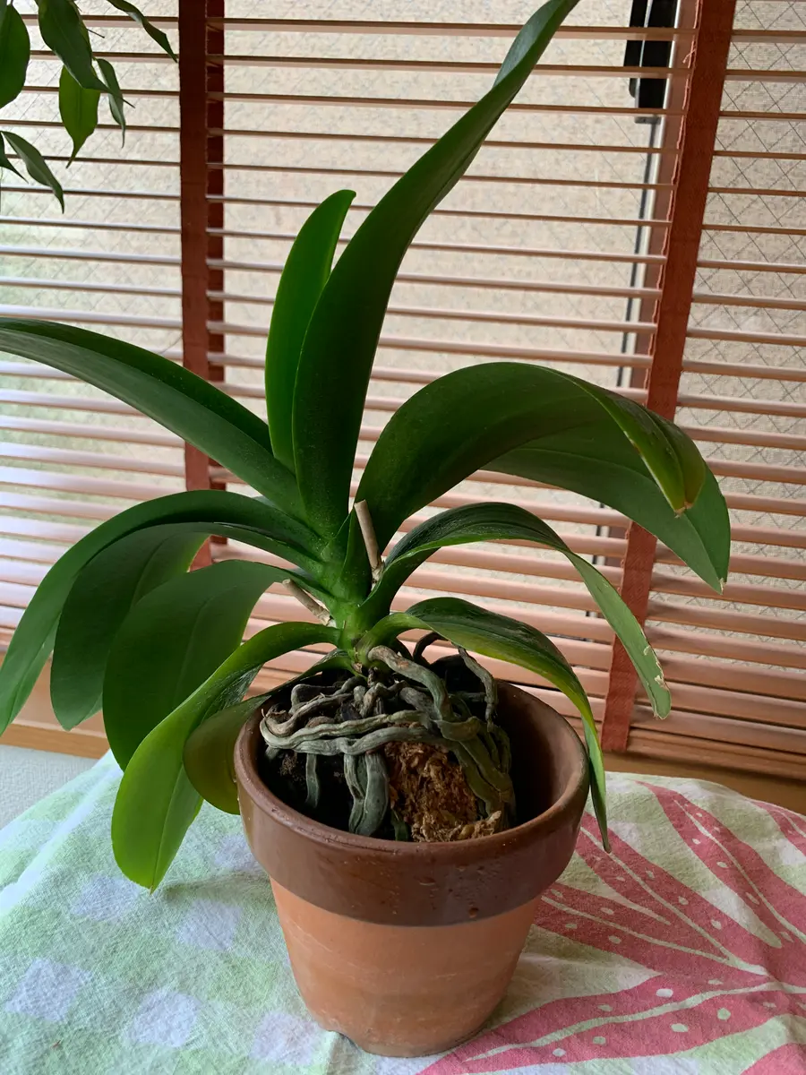 今年の2月に記念に貰った、大事なミニ胡蝶蘭についてご相談です