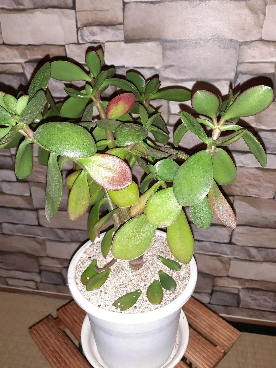 最近､カネノナルキを植え替えしましたが、葉っぱが茶褐色になっ