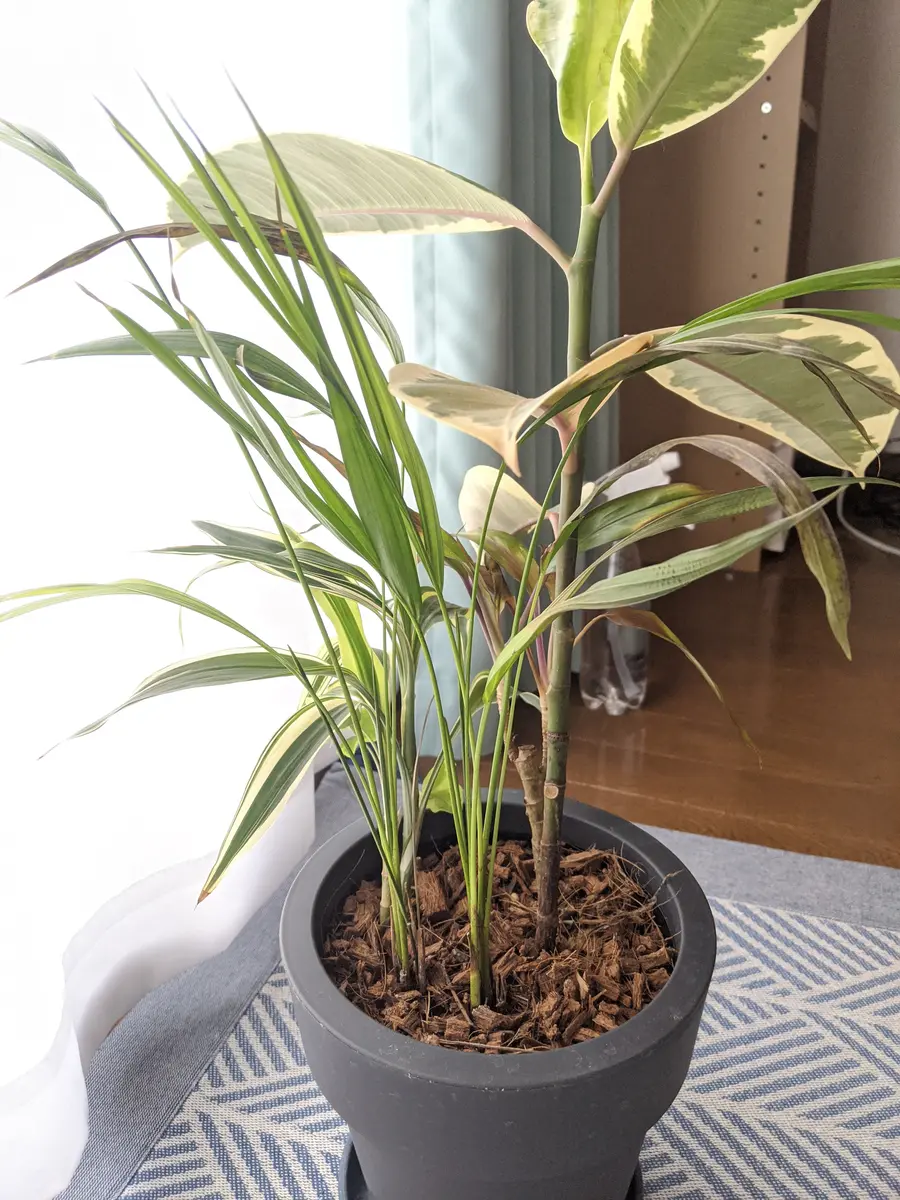 初心者です。8月頃に買ったゴムの木などの寄植えが最近元気がな