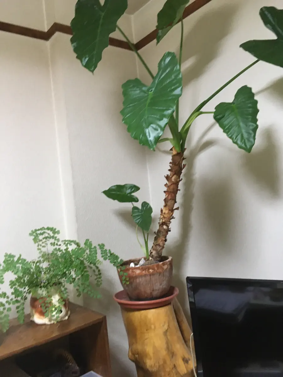 img_cache_q_665_1_1591887974_j