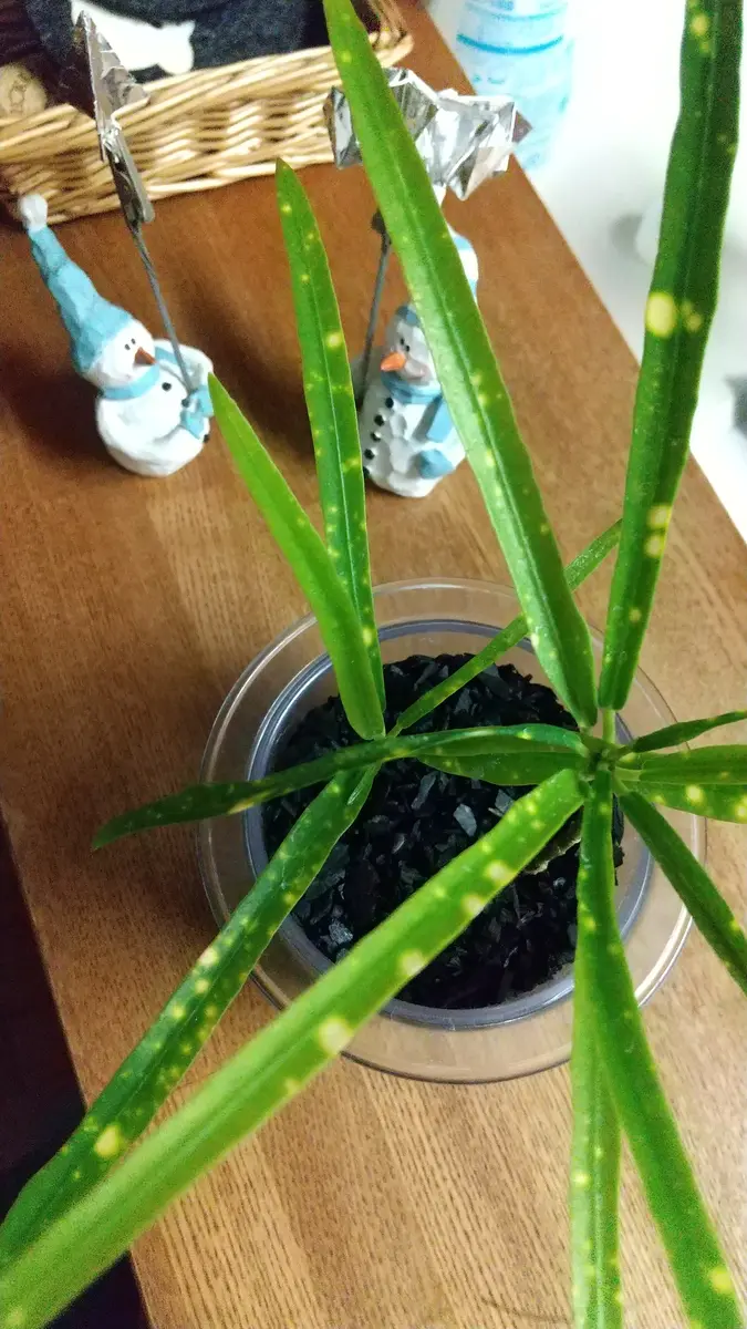 クロトン流星の黄色の点が薄いのですが、これからハッキリ出て