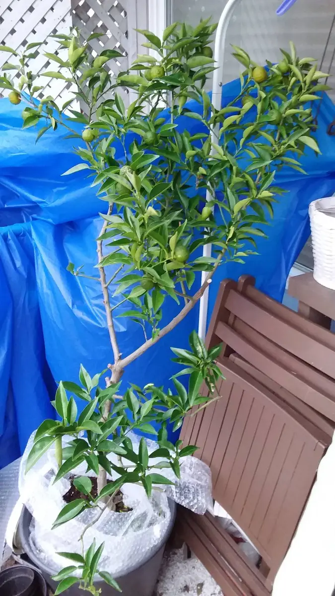 4年生　フィンガーライム接木苗／レインフォレストパール　8号ポット　果実収穫直前 4年生 フィンガーライム接木苗／レインフォレストパール 8号