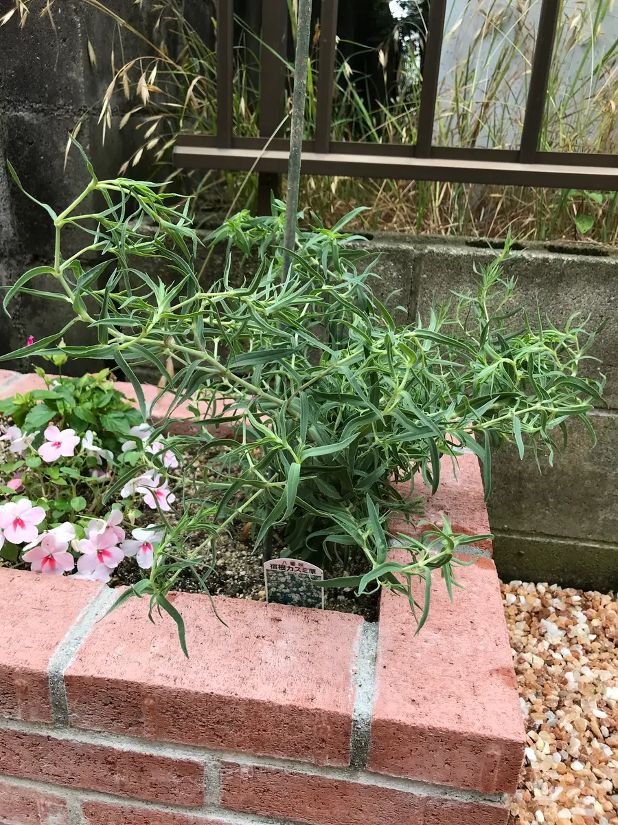 今年の2月から宿根かすみ草を育てています。寒さに当てないと｜園芸