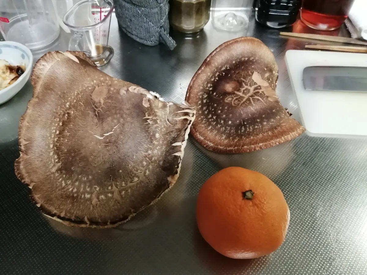 2〜3年前に作ったシイタケのホダ木。環境が悪かったのかほぼ失 