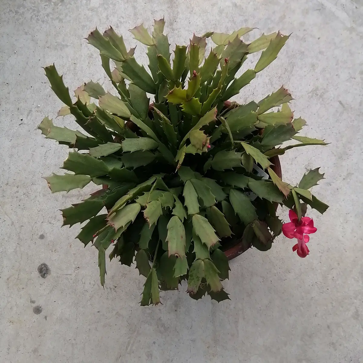 【人気商品】 11月に購入したデンマークカクタスです。花が終わりました。葉 その他観葉植物