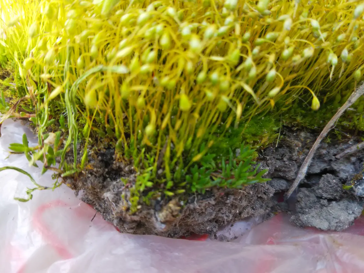 この写真の苔ですが、なんという苔かわかりますか？水捌けが悪 
