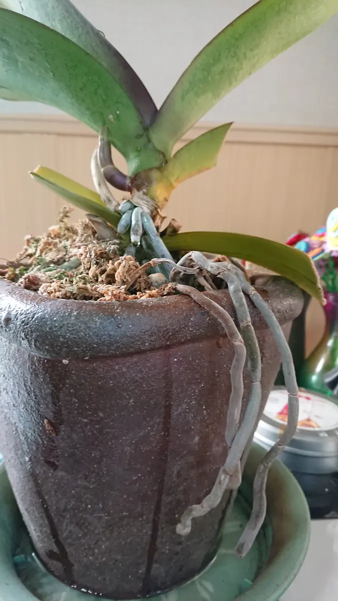 胡蝶蘭今年の4月に頂きました。花目のような気もしますが、今頃