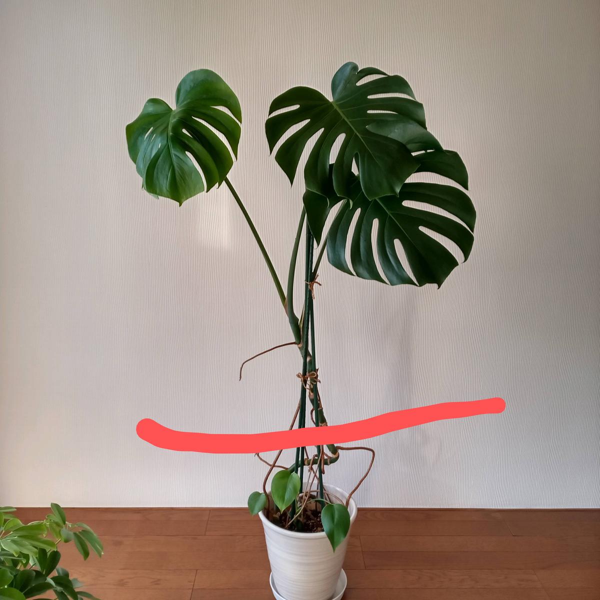 モンステラの植え替えについて。10年以上育てているモンステラ 