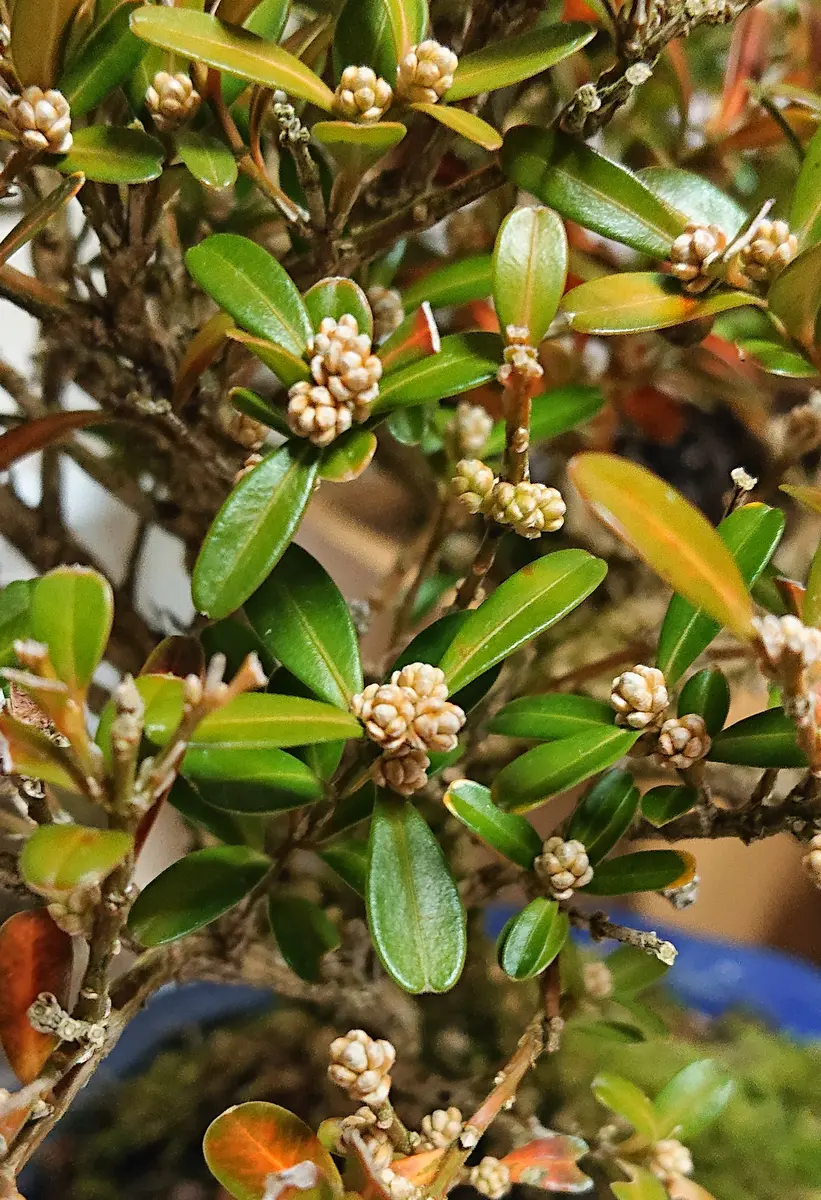 台湾ツゲ　花も沢山着いてます 台湾つげの花目だど思いますが、これから咲くの？咲き終わり