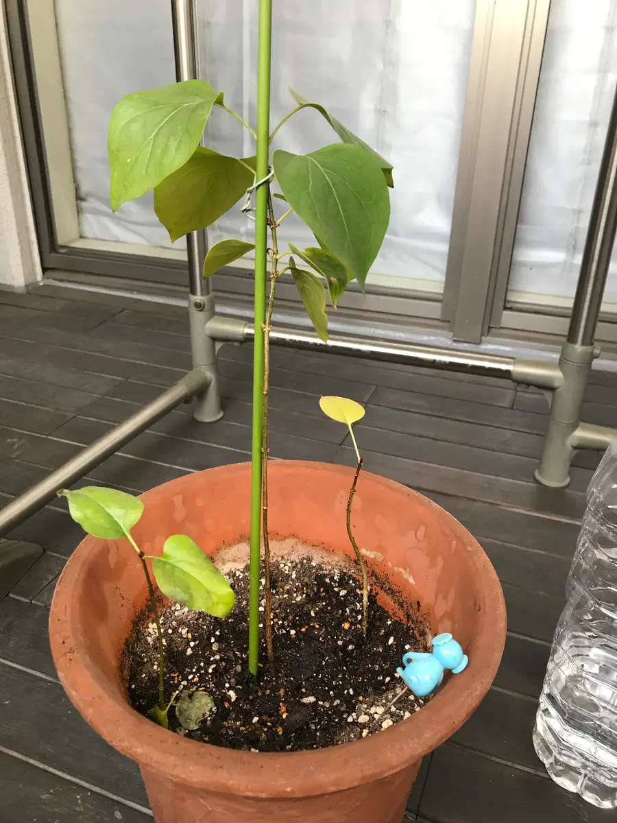 3月頃、憧れの紫ライラック苗木を購入致しました。来年の開花 3月頃、憧れの紫ライラック苗木を購入致しました。来年の開花
