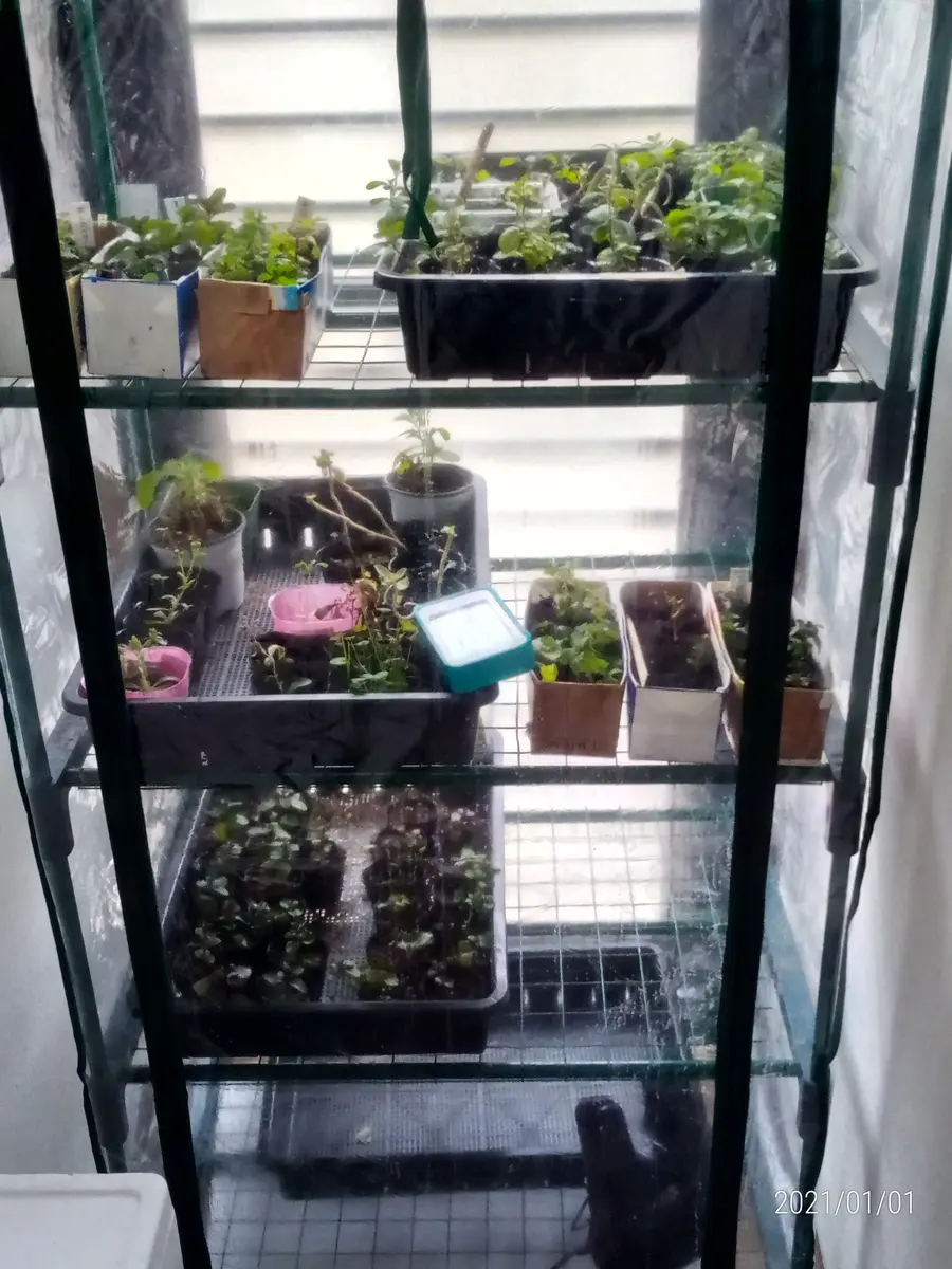 DIY 植物温室 保温効果有り 小さな物置としても使えそうです - 生活雑貨