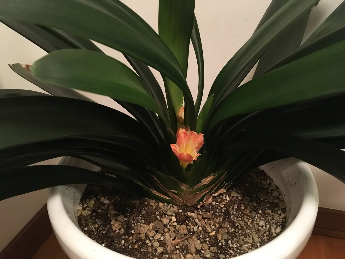 君子蘭の花柱が伸びない！君子蘭が去年より早めに花付きました