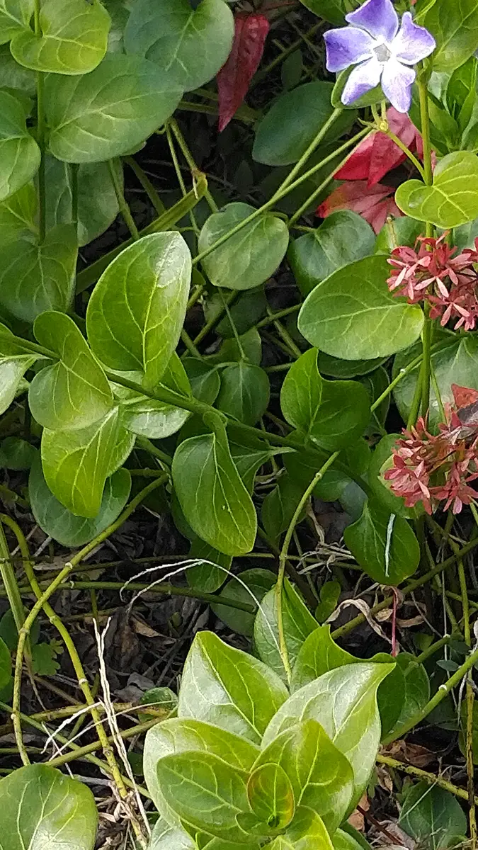 ご確認　植物 1月始めに撮影しましたなんと言う植物でしょうか？冬に緑の葉｜園芸