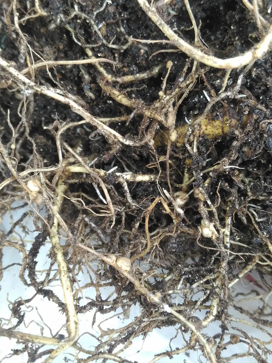 れおんの根っこ ルピナスの鉢をひっくり返したら、根っこがこの様な状態でした