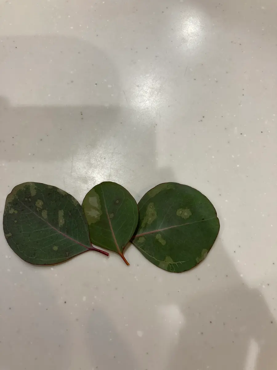 ユーカリの葉っぱが白く模様がかってきたのでうどん粉病かと思  