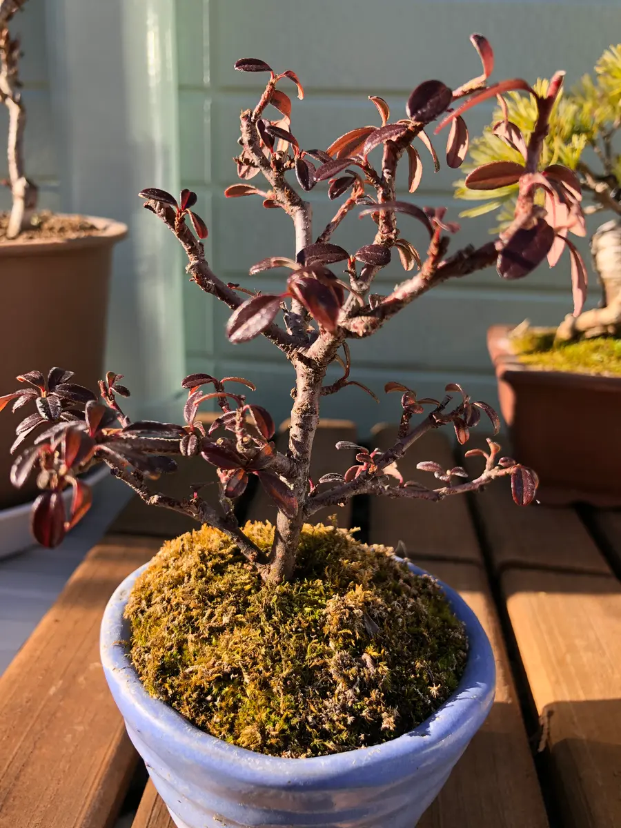 シロシタン（白紫檀）と書いてあり購入したのですが、後で調べ