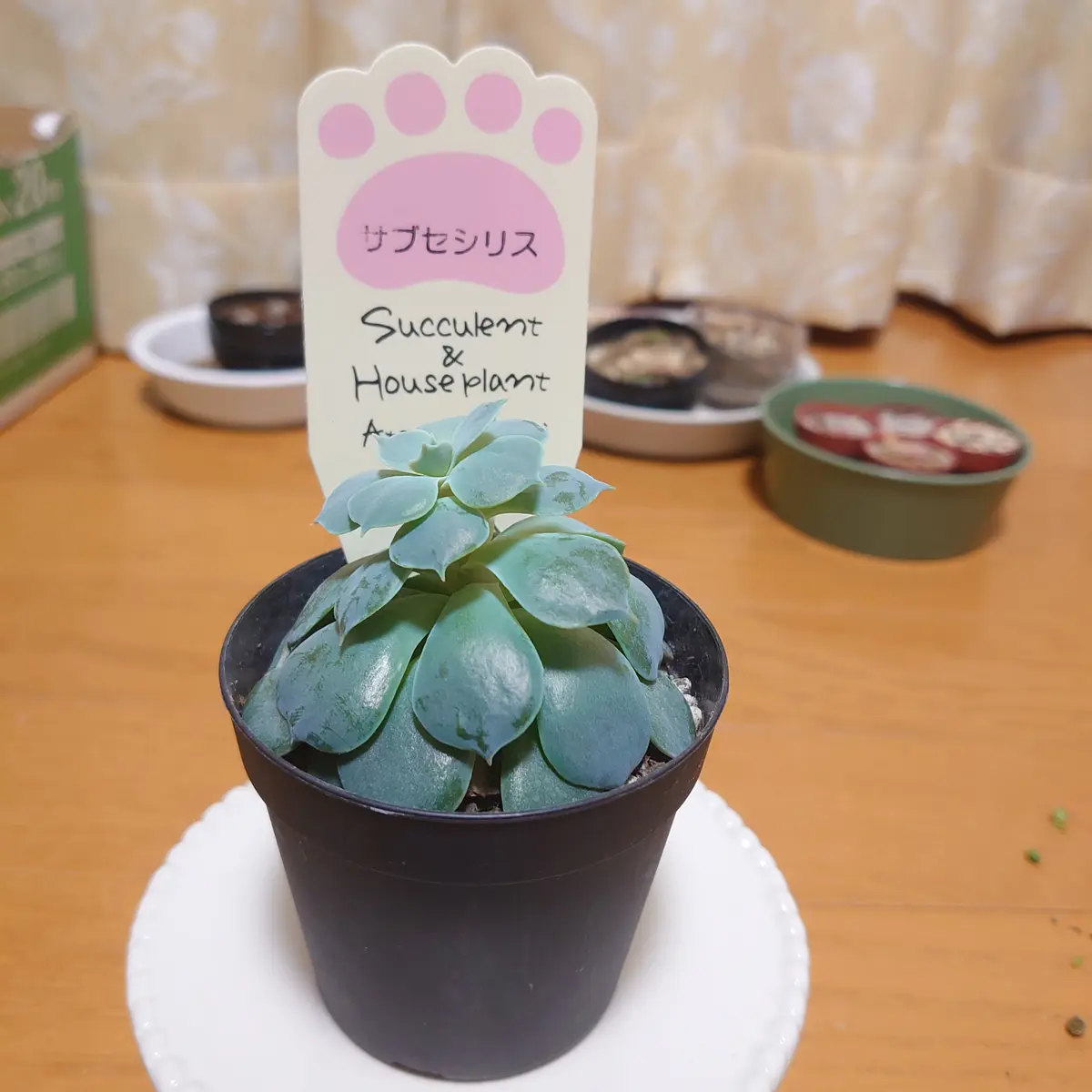 多肉植物サブセシリスC