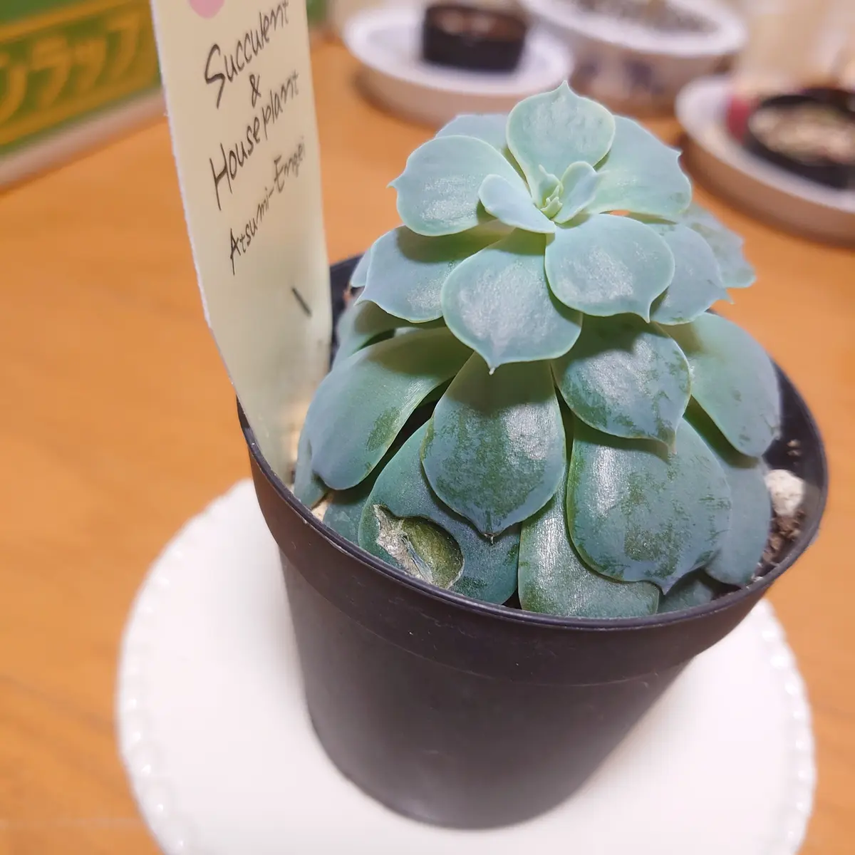 多肉植物 サブセシリス C 【公式通販】