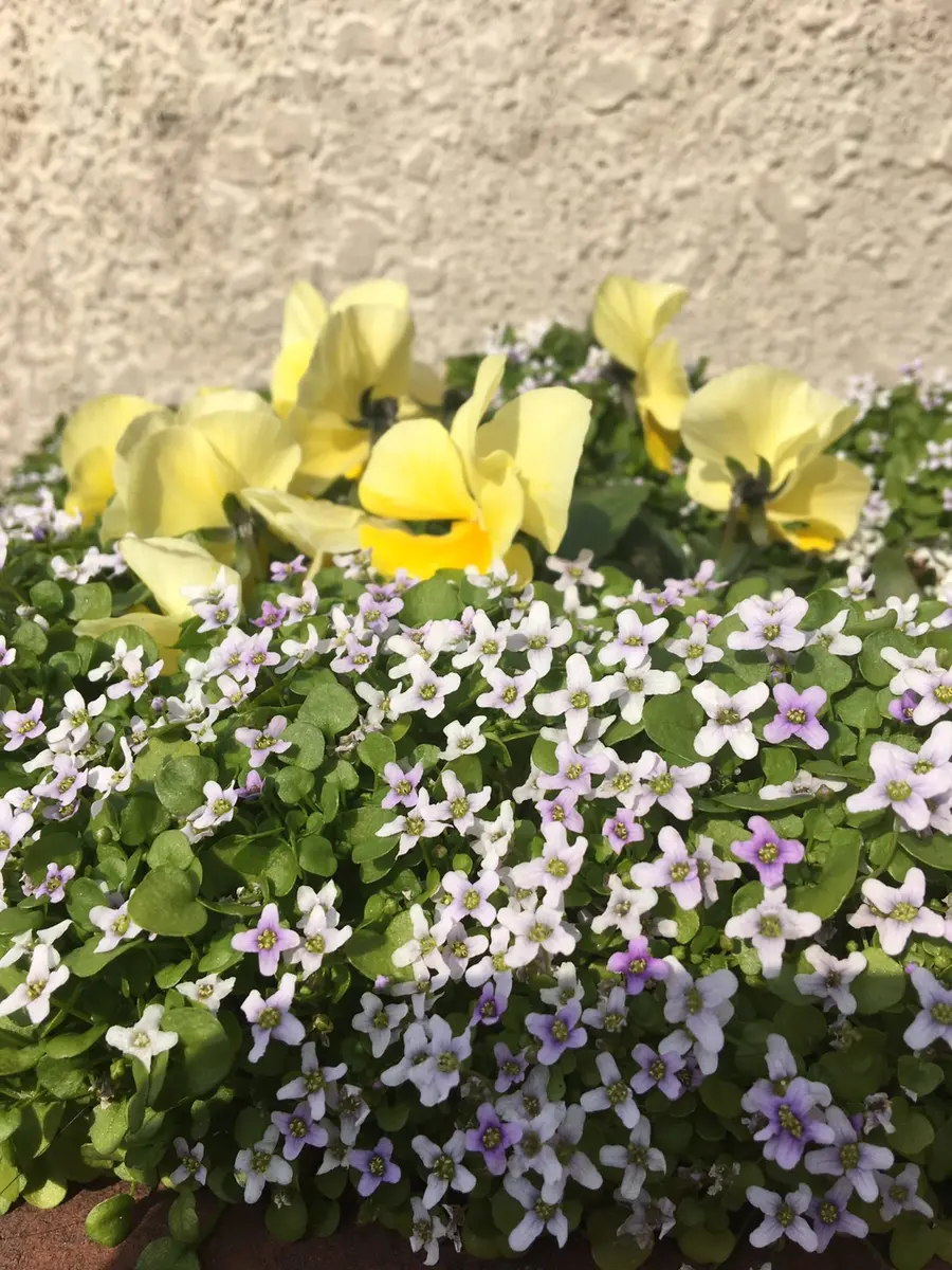 63.カラフル小花 白＊さやたぐ