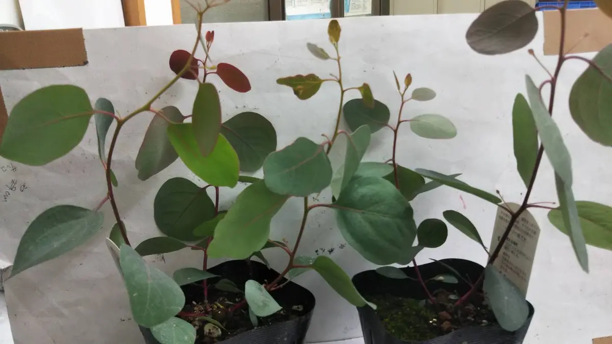 本日ポポラスの苗を購入しました。幹が2本のものと、3本のも