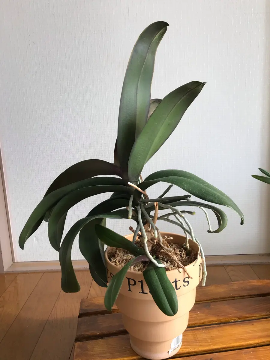 6年前くらいに買った胡蝶蘭です。毎年元気に咲いていましたが昨