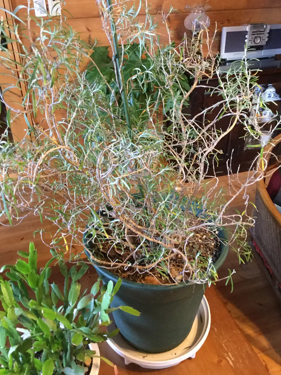 ローズマリー 12号鉢で育てているローズマリーです。高さ5〜60センチ。毎年部