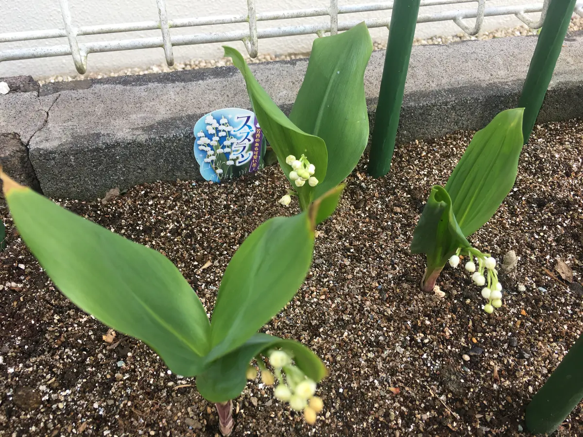 ちゃんみー3310様 Ambrosius すずらん オストハイマー アジアラクダ