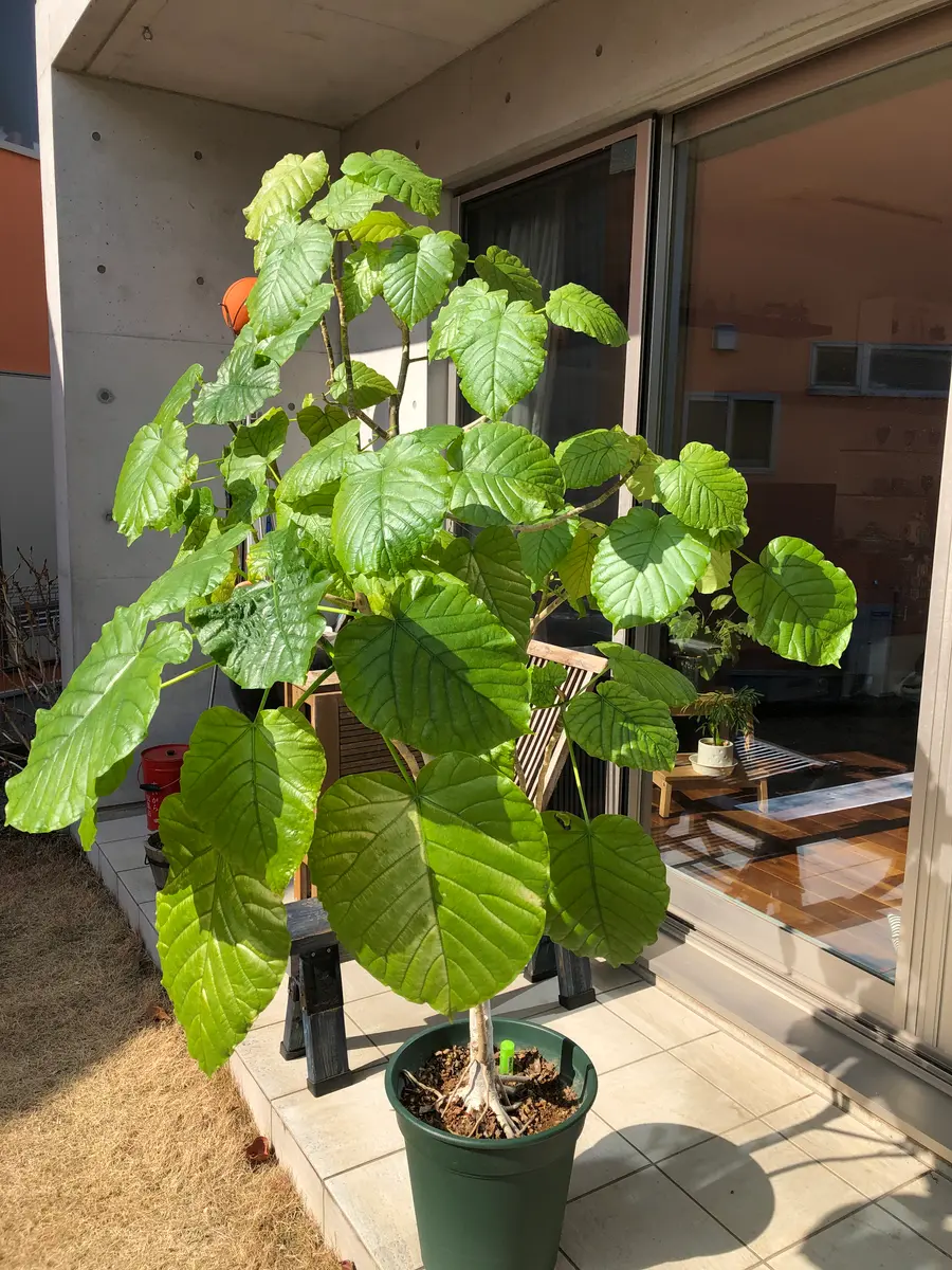 フィカス ウンベラータ ハートの葉っぱ　アイボリーテラコッタ鉢植え　観葉植物 フィカス ウンベラータ ハートの葉っぱ アイボリーテラコッタ鉢植え