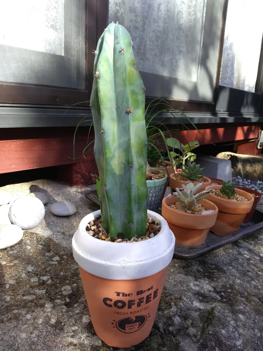 サボテン 約5cm〜10cm 【公式通販】