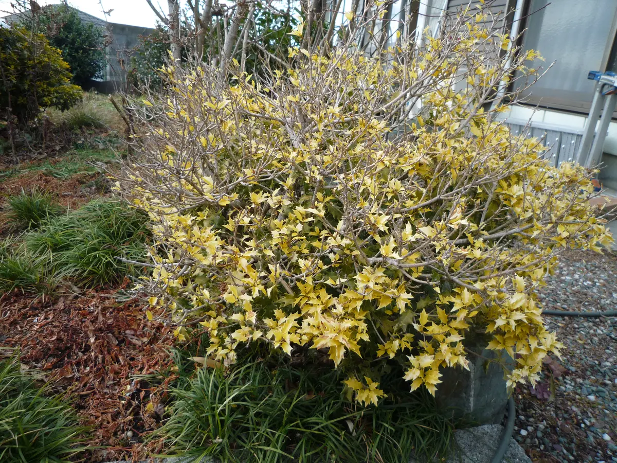 前の所有者が植えた「黄金ヒイラギ」と思われる樹ですが、引｜園芸