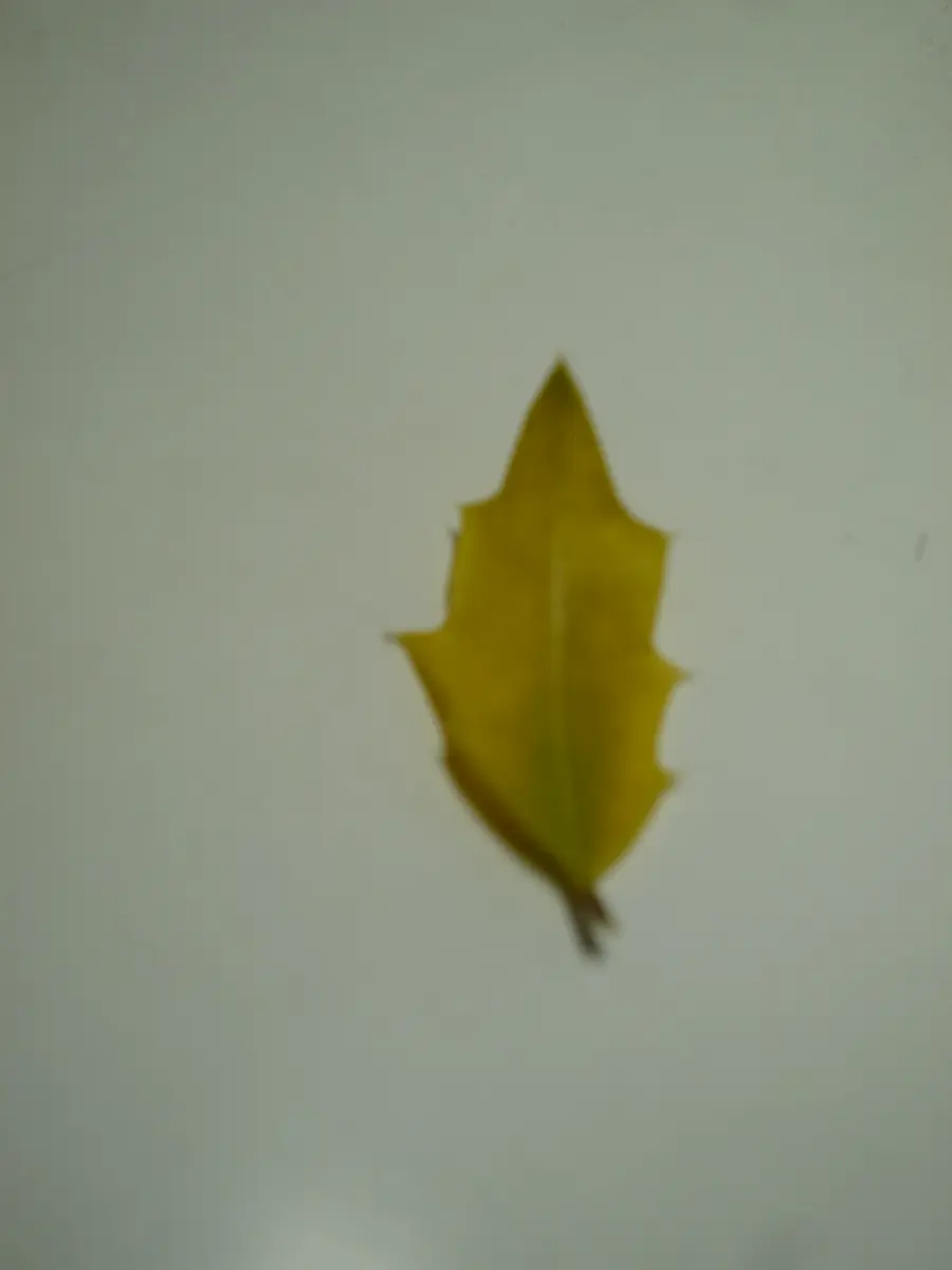 前の所有者が植えた「黄金ヒイラギ」と思われる樹ですが、引｜園芸