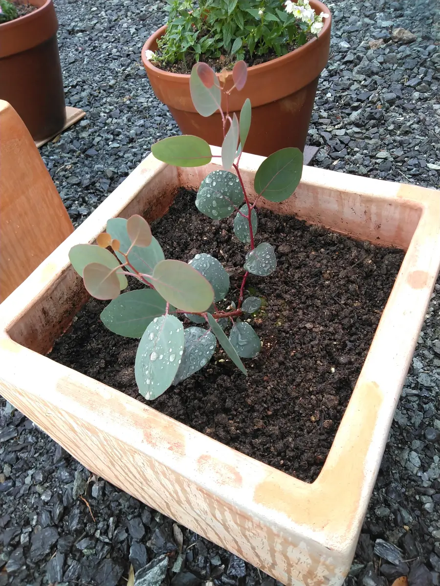 木は株立ちと一本立ちどっちが台風に強いですか？それともあま