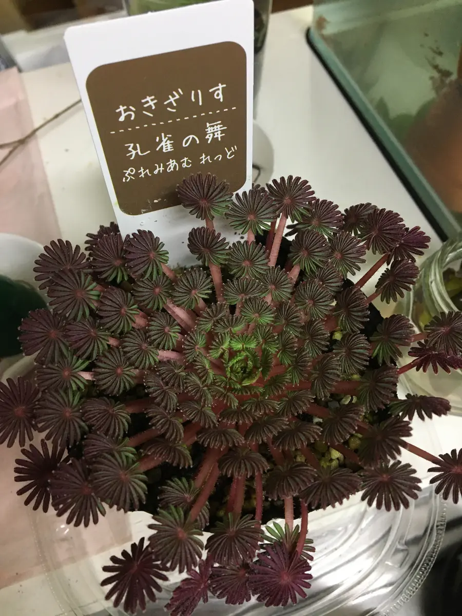 オキザリス 孔雀の舞を買いました。お店にある時は葉っぱが綺｜園芸